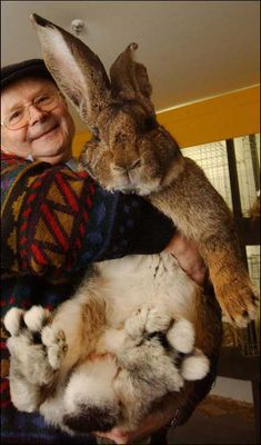 Big Bunny.jpg