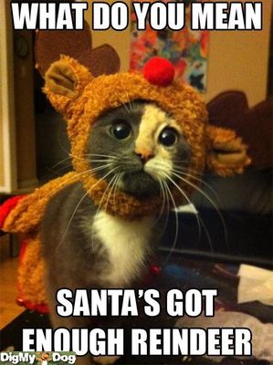 what-you-mean-santas-got-enough-reindeer-santa-cat-dogs-1356378210.jpg
