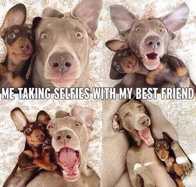 dog selfies.jpg
