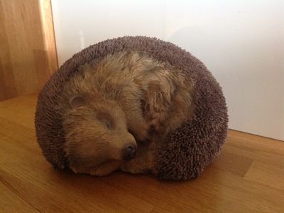 hedgehog (640x478).jpg