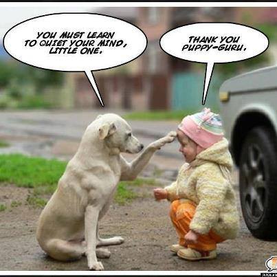 funny-puppy-guru.jpg