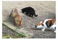 foxes-and-cats.jpg