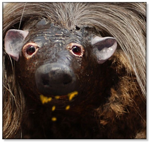Vegetarian haggis.jpg