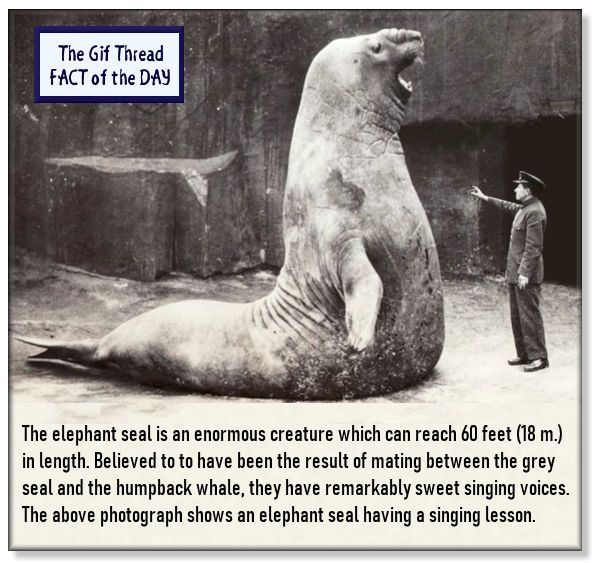 Fact 63.jpg
