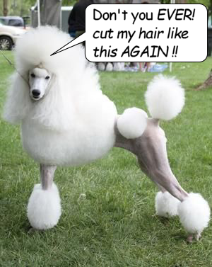 poodle cut png.png