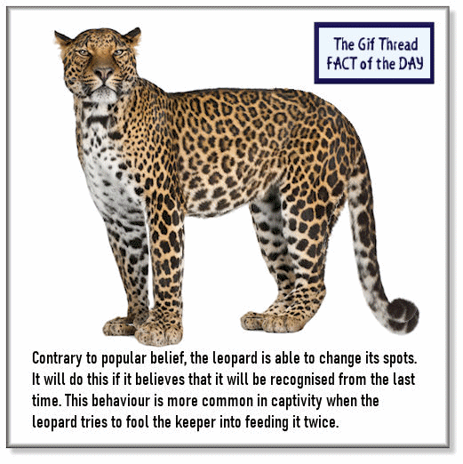 Fact 116.gif