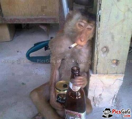 drunk-monkey-smoking-funny.jpg