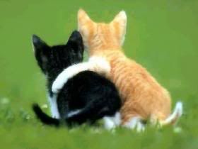 bth_catsCAVFPKK4.jpg