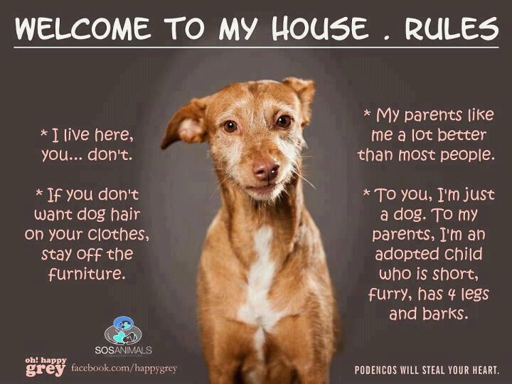 dog rules.jpg
