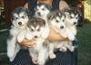 malamute puppies.jpg