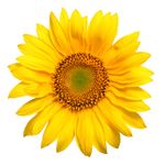 Sunflower.jpg