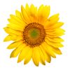 Sunflower.jpg