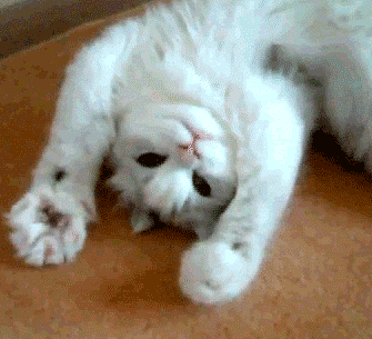 cute-cat-animated-gif-wave-2013.gif