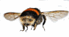 beehave.gif