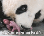 baby twins.gif