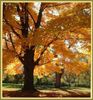 autumn.jpg