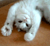 Cat.gif