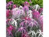 Dianthus 'Geisha Girl'.jpg
