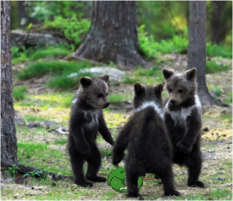 deep in the woods.gif