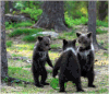 deep in the woods.gif