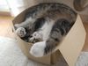 sleeping-cat.jpg