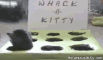 dvacS.gif