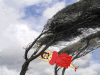Windy.gif