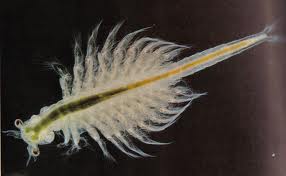 brine shrimp.jpg