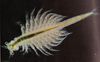 brine shrimp.jpg