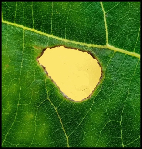 green  field.gif