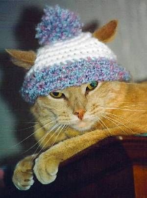 kitty hat.jpg