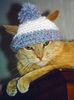 kitty hat.jpg