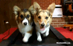 OTQgr.gif
