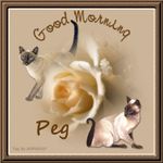 1-12-12 cats.jpg