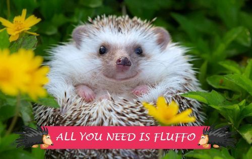 Fluffo is all you need.jpg