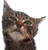 dancing-kitten-smiley-emoticon.gif