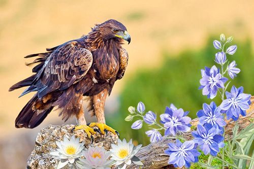 July Flowers Eagle ygi.jpg