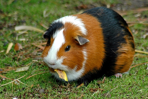 guinea-pig.jpg