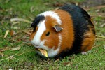 guinea-pig.jpg