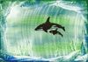CIN Whales group.jpg