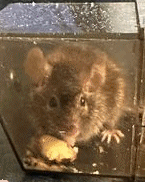 escaped.gif