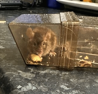 small brown mouse.gif