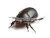 Dung Beetle.jpg