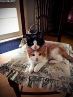 cat stacking.jpg