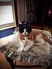 cat stacking.jpg