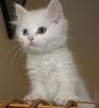kitten (1).jpg