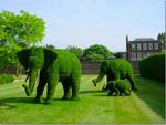 Elephants.jpg