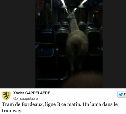 llama.jpg llama.jpg