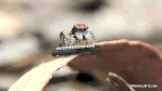 6nsXV.gif