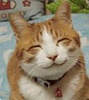 bth_CATSCAS00GS1.jpg